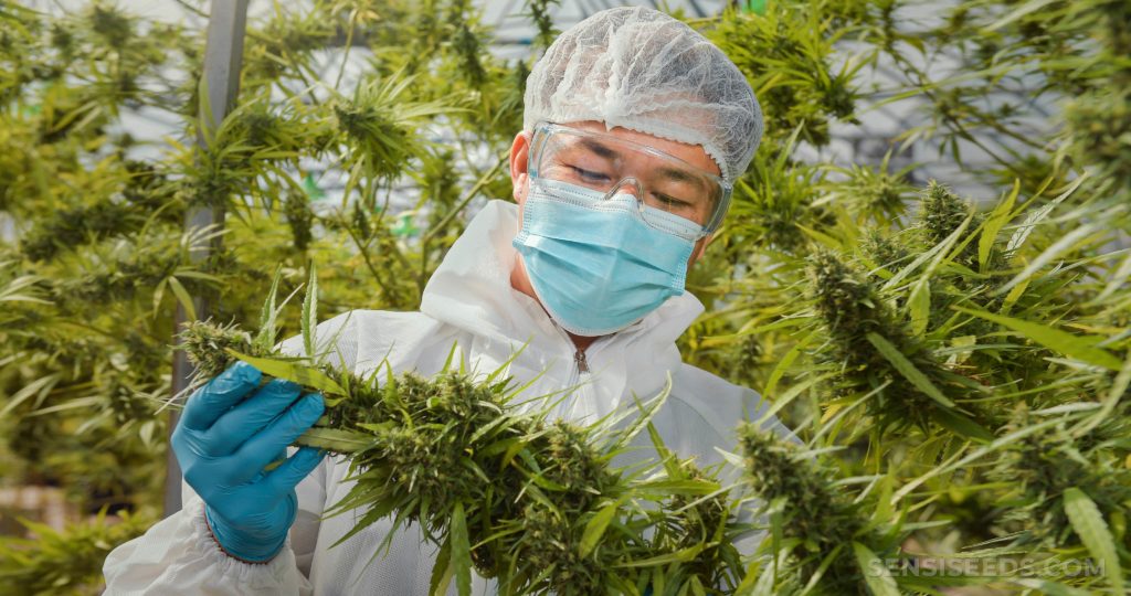 Proyecto HortiBloom - Cultivo con luces LED